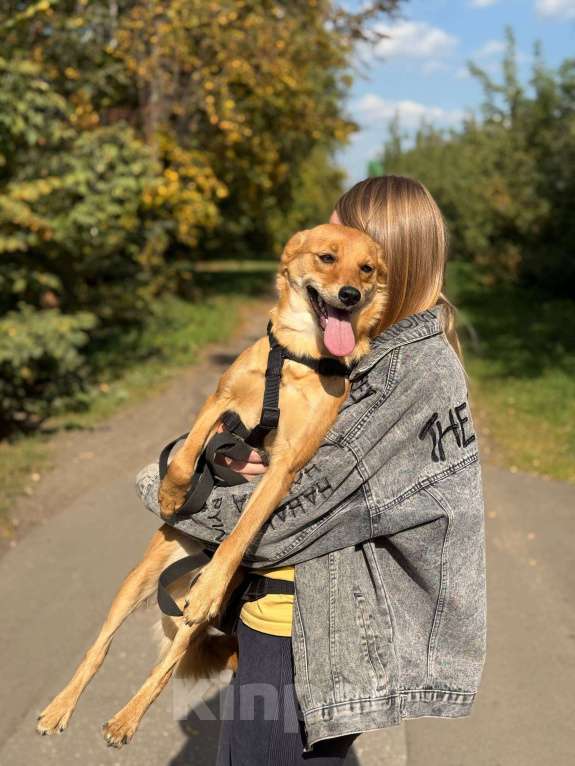 Собаки в Москве: Щенок Миранда  Девочка, Бесплатно - фото 6