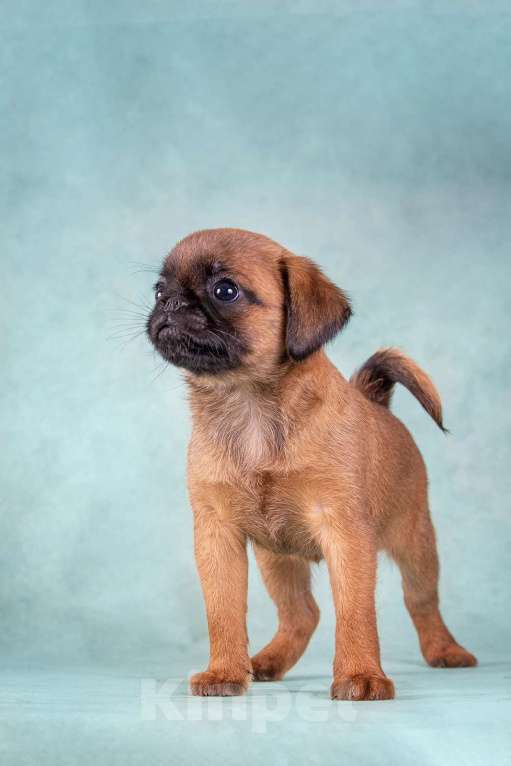 Собаки в Долгопрудном: Брабансон -девочка Девочка, 50 000 руб. - фото 3