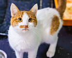 Кошки в Москве: Ласковый, ручной, компанейский котик в поисках дома Мальчик, Бесплатно - фото 2