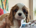 Собаки в других городах Самарской области: Щенки Кавалер Кинг Чарльз спаниель Мальчик, 100 000 руб. - фото 3