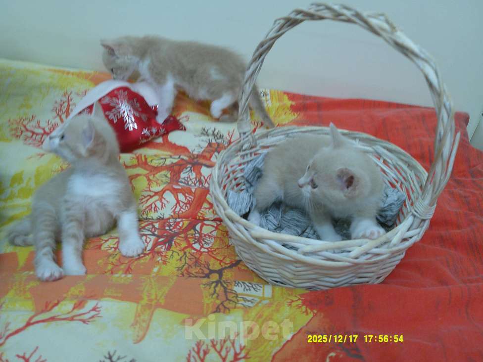 Кошки в Москве: Котята от домашней кошки Мальчик, 500 руб. - фото 1