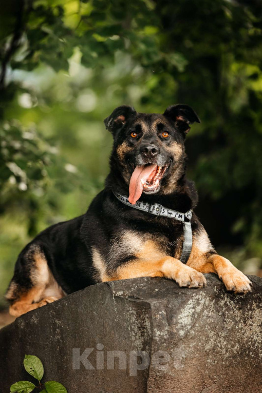 Собаки в Москве: Славный Майло ищет дом Мальчик, Бесплатно - фото 9