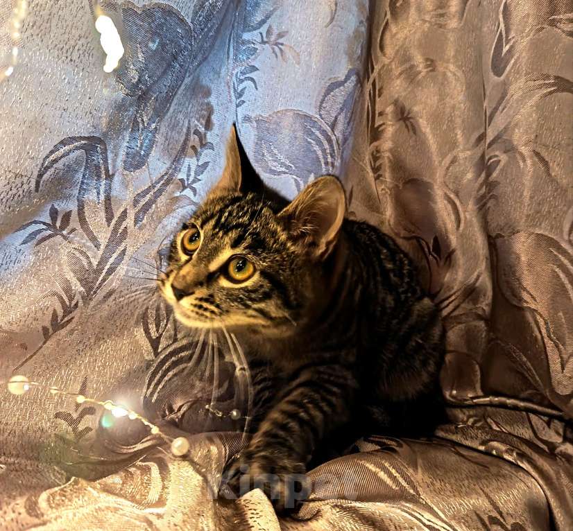 Кошки в Ивантеевке: Пушинка Девочка, Бесплатно - фото 3