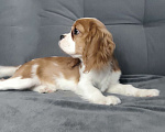 Собаки в Санкт-Петербурге: Красивый мальчик кавалер Кинг Чарльз спаниель Мальчик, 70 000 руб. - фото 2