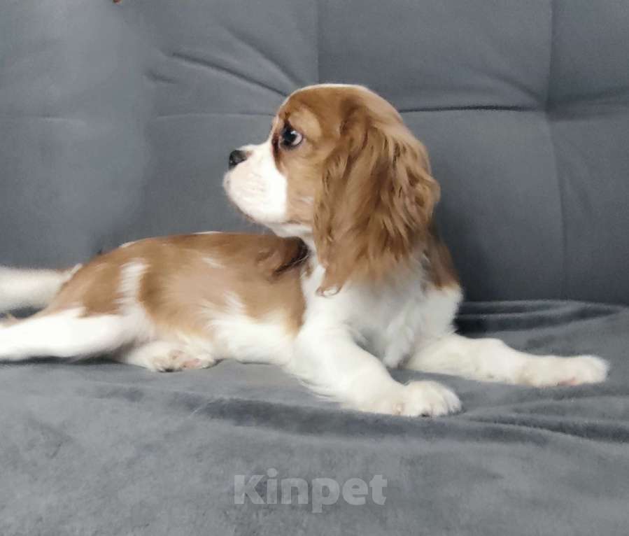 Собаки в Санкт-Петербурге: Красивый мальчик кавалер Кинг Чарльз спаниель Мальчик, 70 000 руб. - фото 2