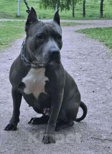 Собаки в Михайловке: Американский стаффордширский терьер Девочка, 30 000 руб. - фото 2