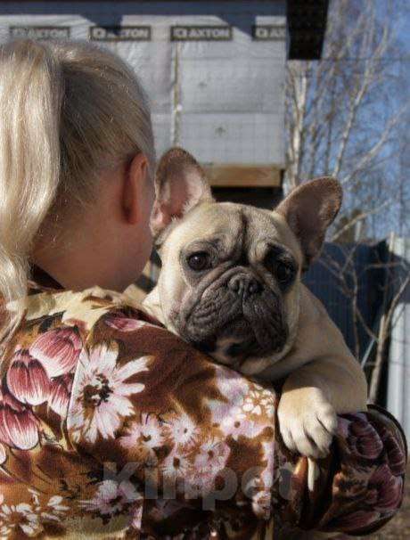 Собаки в Москве: Французский бульдог Девочка, 35 000 руб. - фото 4