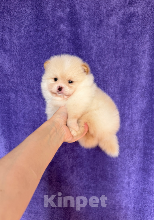 Собаки в Москве: Малыш Мальчик, 22 000 руб. - фото 1