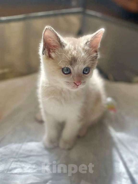 Кошки в Москве: Бесподобные крохи-котята ищут дом Мальчик, Бесплатно - фото 5