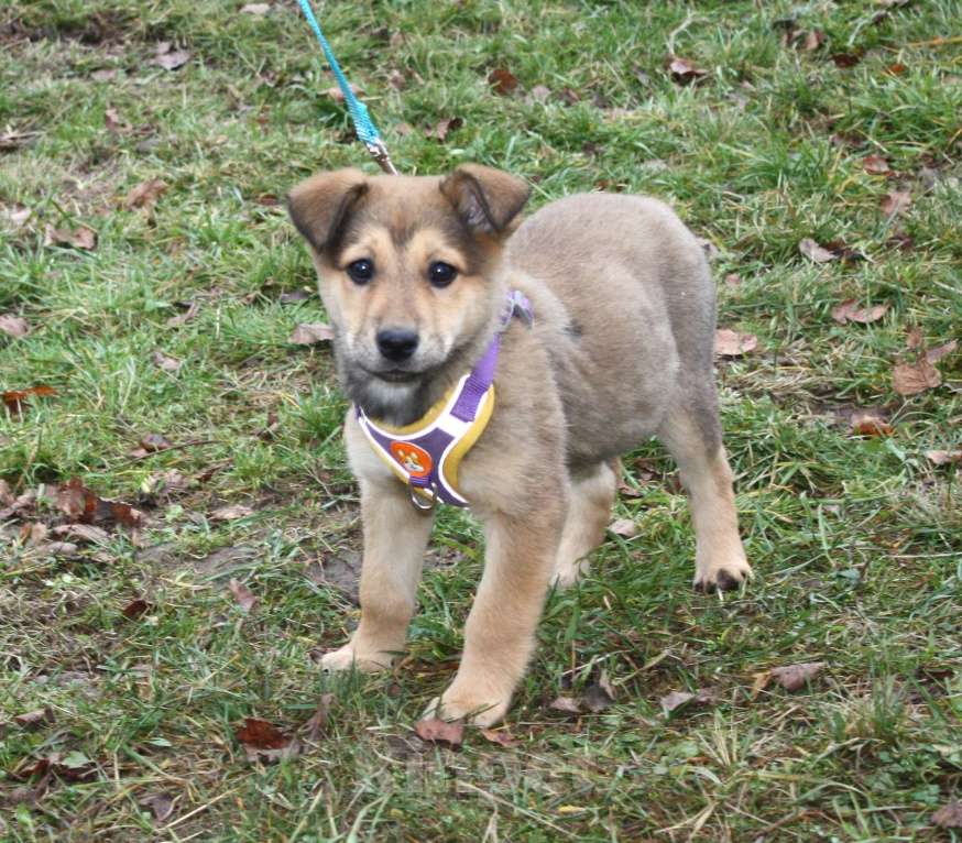 Собаки в Москве: Малышка Нюша очень ждет своего родного ЧЕЛОВЕКА. Девочка, Бесплатно - фото 3