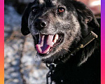 Собаки в Санкт-Петербурге: Ласковое солнышко Агата, добрейшая в мире собака  в добрые руки Девочка, 10 руб. - фото 1