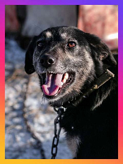 Объявление: Ласковое солнышко Агата, добрейшая в мире собака  в добрые руки, 10 руб., Санкт-Петербург