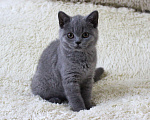 Кошки в Ульяновске: Британские котята Девочка, 20 000 руб. - фото 7