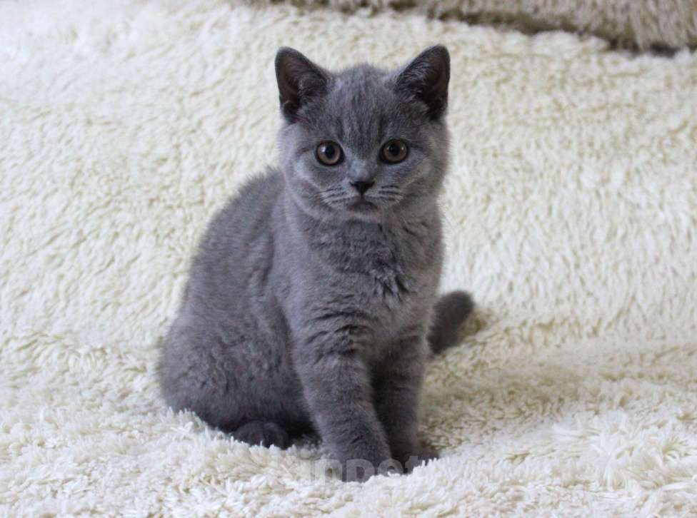 Кошки в Ульяновске: Британские котята Девочка, 20 000 руб. - фото 7