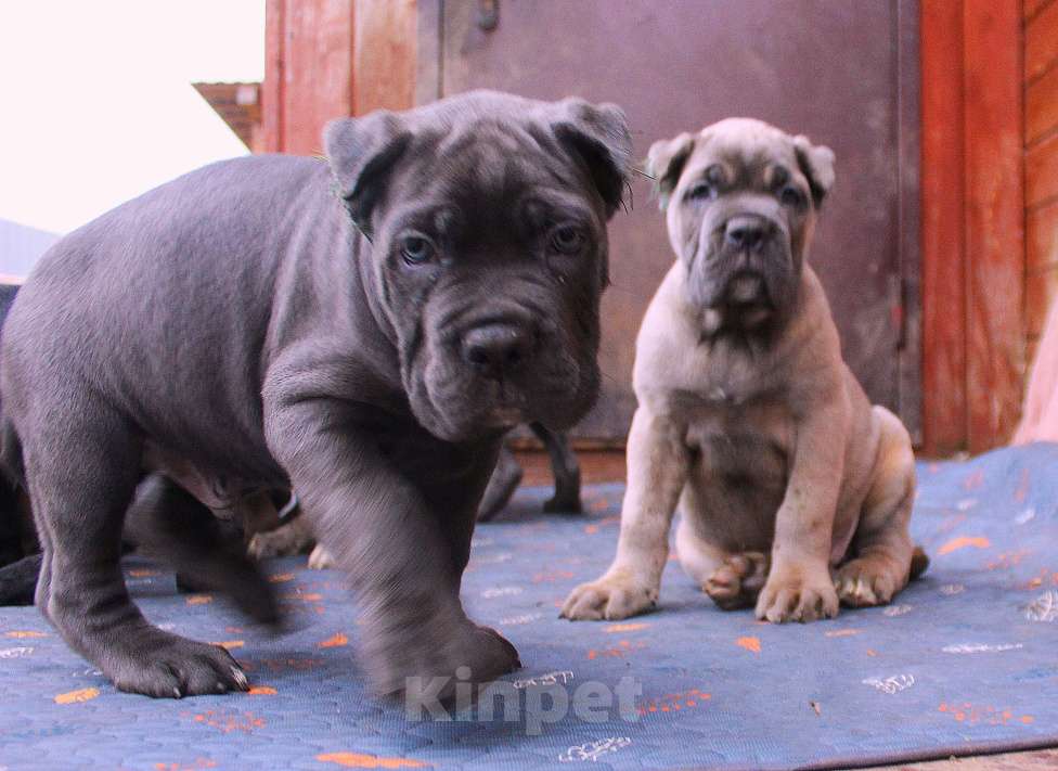 Собаки в других городах Ярославской области: Щенки кане корсо Мальчик, 80 000 руб. - фото 6