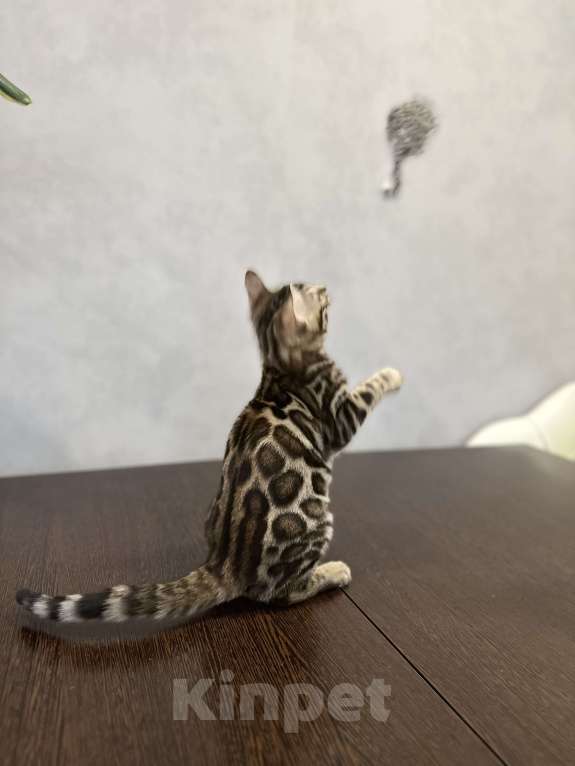 Кошки в Твери: Бенгальский котенок Мальчик, Бесплатно - фото 2