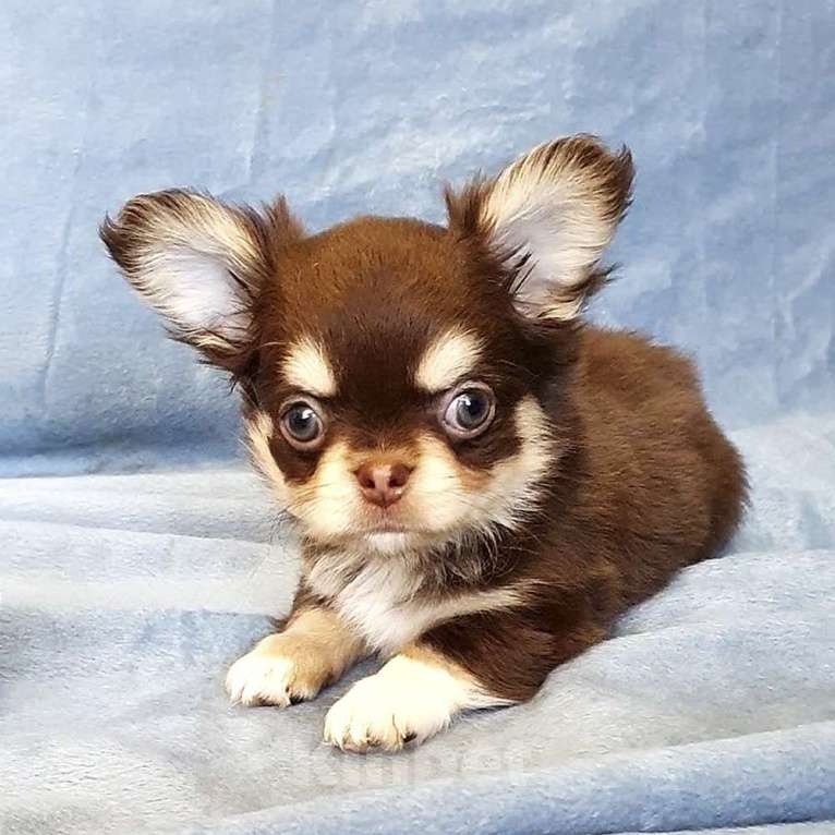 Собаки в Зеленограде: Чихуа мальчик шоколадный Мальчик, 45 000 руб. - фото 2