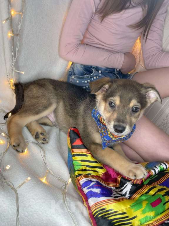 Собаки в Мытищах: Щенок Джек ищет свою семью Мальчик, Бесплатно - фото 2