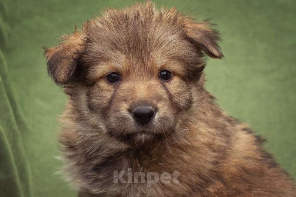 Собаки в Москве: щенок Тедди в добрые руки Мальчик, Бесплатно - фото 1