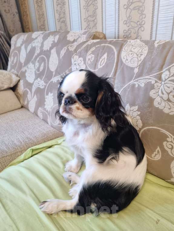 Собаки в Кемерово: Срочно! Продаеться щенок кинг-чарльз-спаниель 6 месяцев Девочка, 30 000 руб. - фото 5