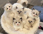 Кошки в Ростове-на-Дону: Милашки Девочка, 68 000 руб. - фото 1