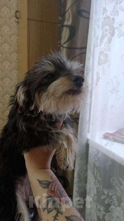 Собаки в других городах Московской области: Отдаю собаку в добрые руки Девочка, Бесплатно - фото 1