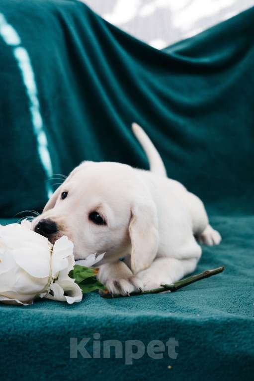 Собаки в Москве: Лабрадор-ретривер, щенок Мальчик, Бесплатно - фото 6