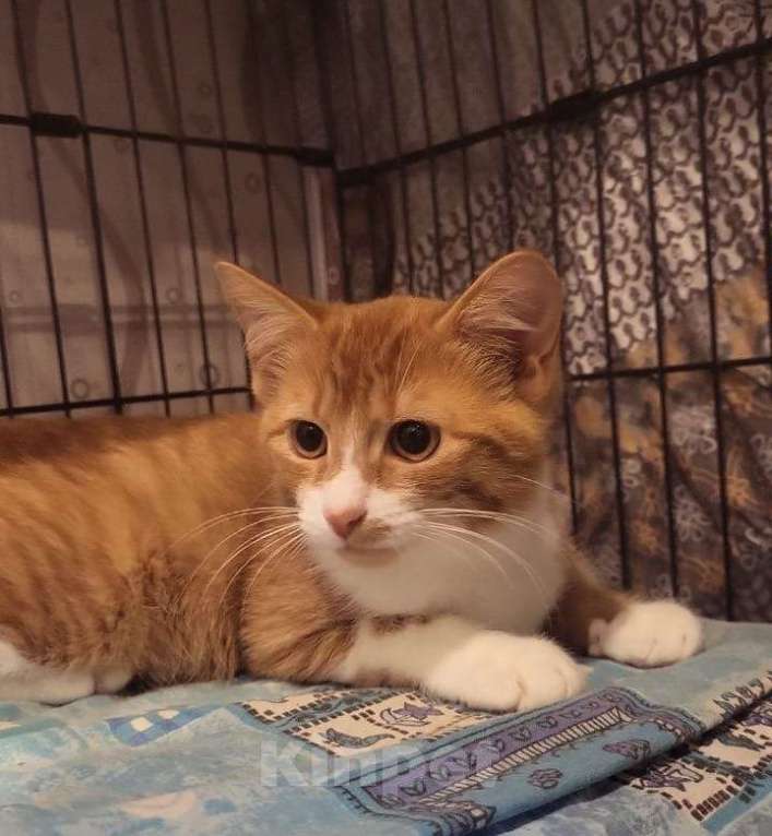 Кошки в Москве: Рыжие котята в добрые руки Мальчик, 1 руб. - фото 3