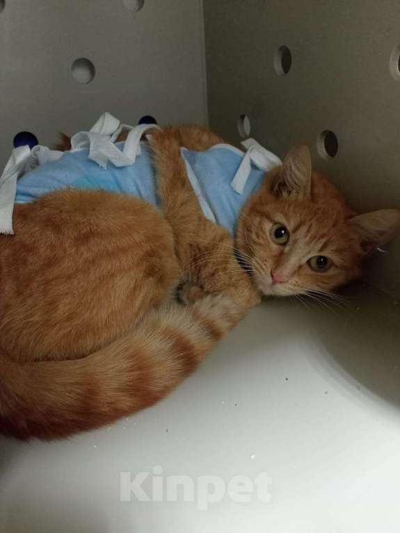 Кошки в Москве: Кошечка в добрые руки Девочка, Бесплатно - фото 2