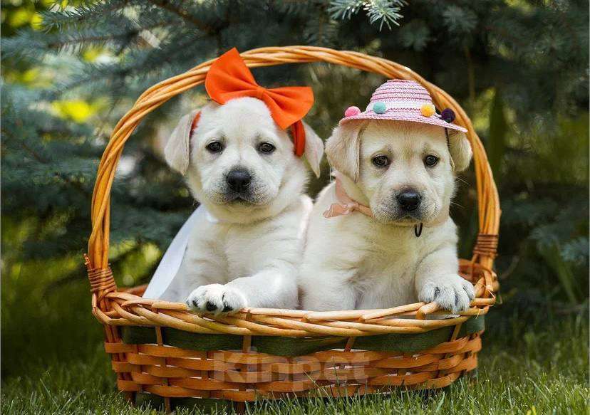 Собаки в Самаре: Мирабелла  Девочка, 45 000 руб. - фото 3