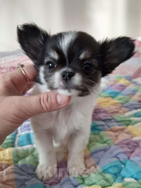 Собаки в Москве: Девочка окраса триколор Девочка, 35 000 руб. - фото 2