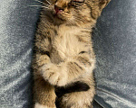 Кошки в Нытве: Котята в добрые ручки, Бесплатно - фото 3