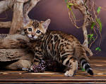 Кошки в Барнауле: Бенгальские котята Девочка, 30 000 руб. - фото 1