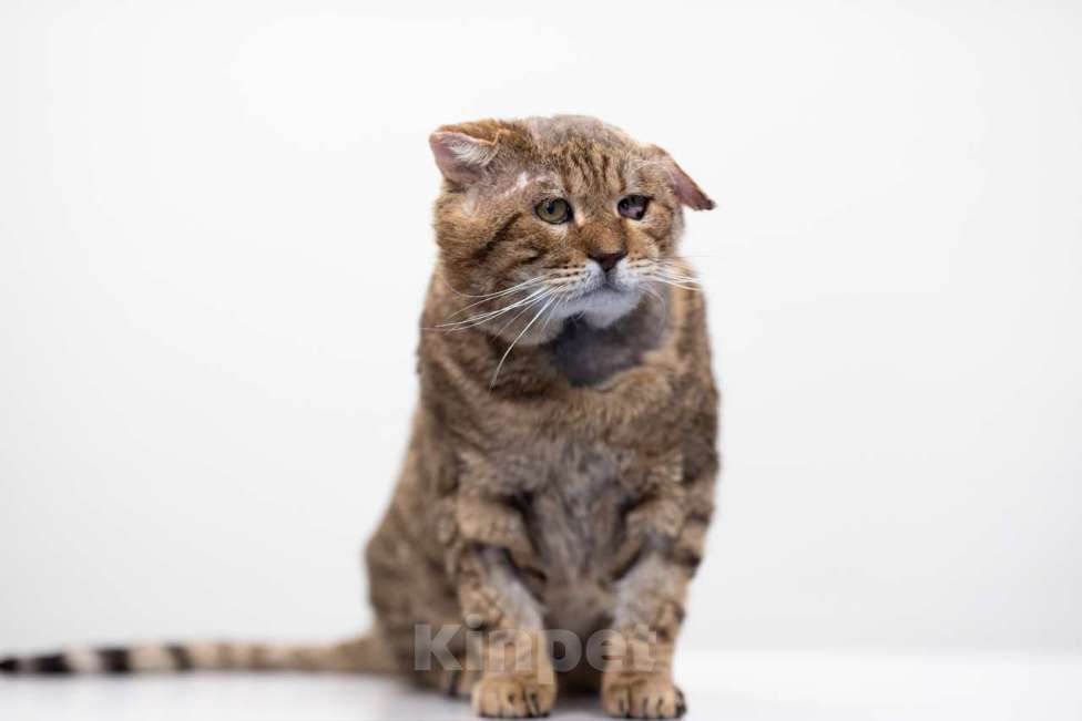 Кошки в Москве: кот Грюм в добрые руки Мальчик, Бесплатно - фото 5