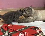 Кошки в Казани: Шотландский котенок (скоттиш-страйт) мальчик, окрас дымчатый мрамор. Мальчик, 10 000 руб. - фото 8