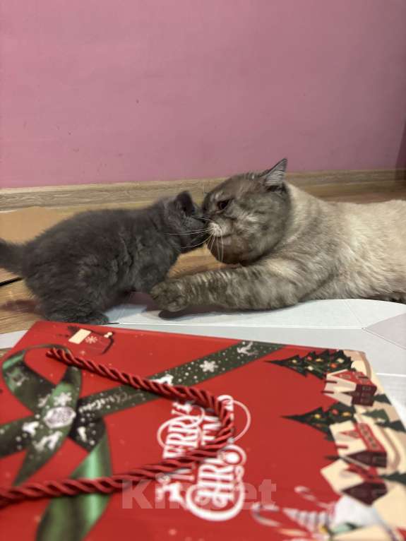 Кошки в Казани: Шотландский котенок (скоттиш-страйт) мальчик, окрас дымчатый мрамор. Мальчик, 10 000 руб. - фото 8