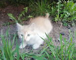 Кошки в Минусинске: Котята Мальчик, 1 руб. - фото 1
