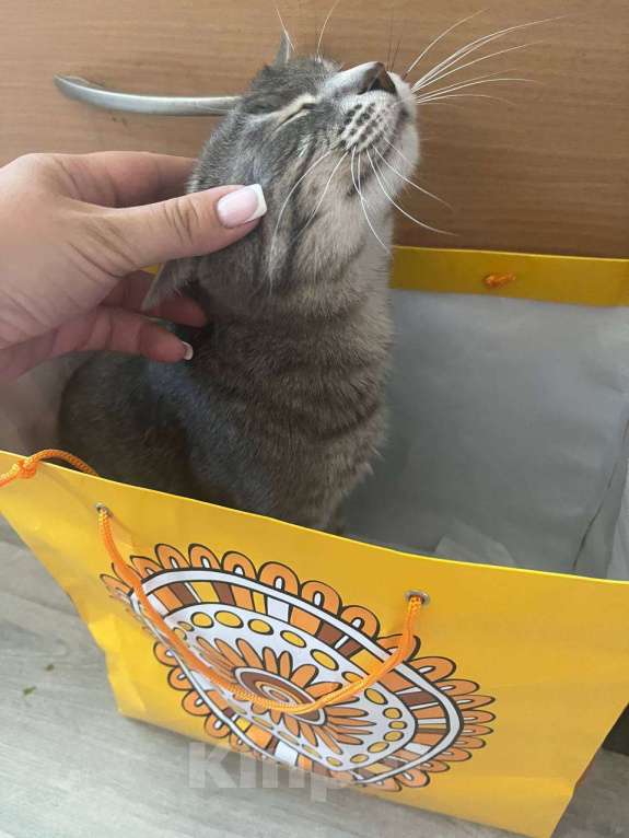 Кошки в Нижнем Новгороде: Потерялся кот Басик Мальчик, 3 000 руб. - фото 4