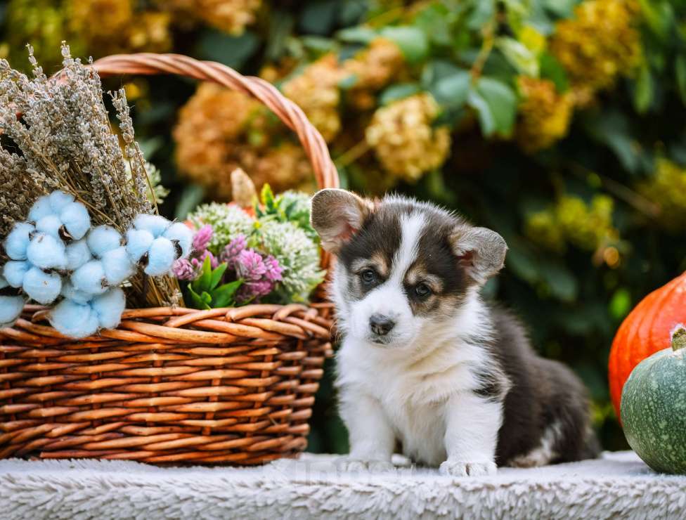Собаки в Новосибирске: Вельш Корги Пемброк Мария-Антуанетта Девочка, 65 000 руб. - фото 7