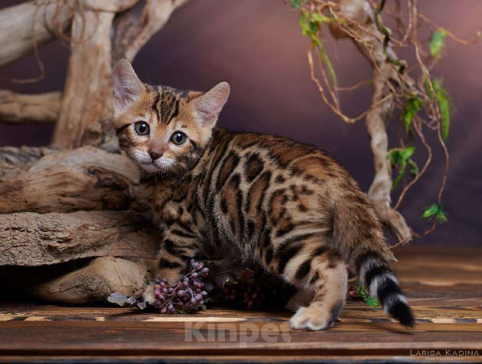 Кошки в Барнауле: Бенгальские котята Девочка, 30 000 руб. - фото 1