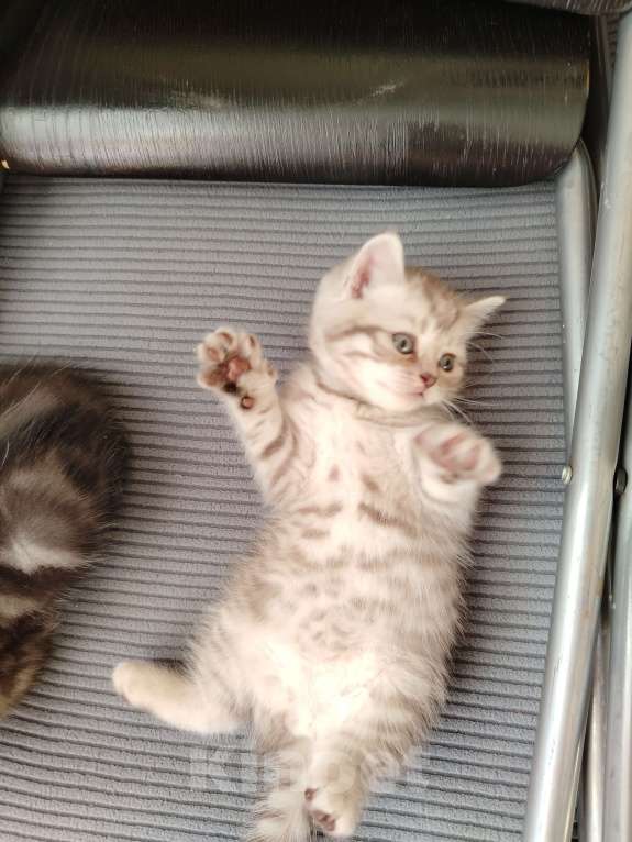 Кошки в Москве: Прямоухая Шотландская девочка Девочка, 18 000 руб. - фото 5