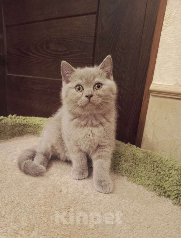 Кошки в Санкт-Петербурге: Очаровательный котенок фавн Девочка, 20 000 руб. - фото 3