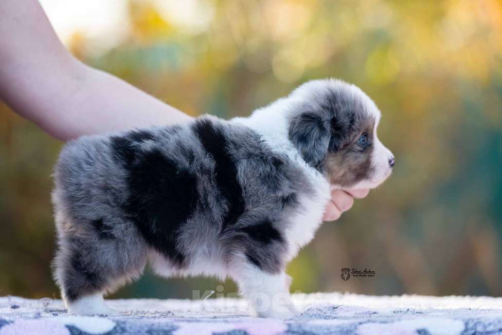 Собаки в Москве: Миниатюрная американская овчарка (мини-аусси) Девочка, 250 000 руб. - фото 6
