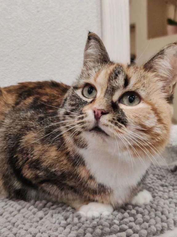 Кошки в Москве: Мелисса - ваша идеальная домашняя булочка Девочка, Бесплатно - фото 1