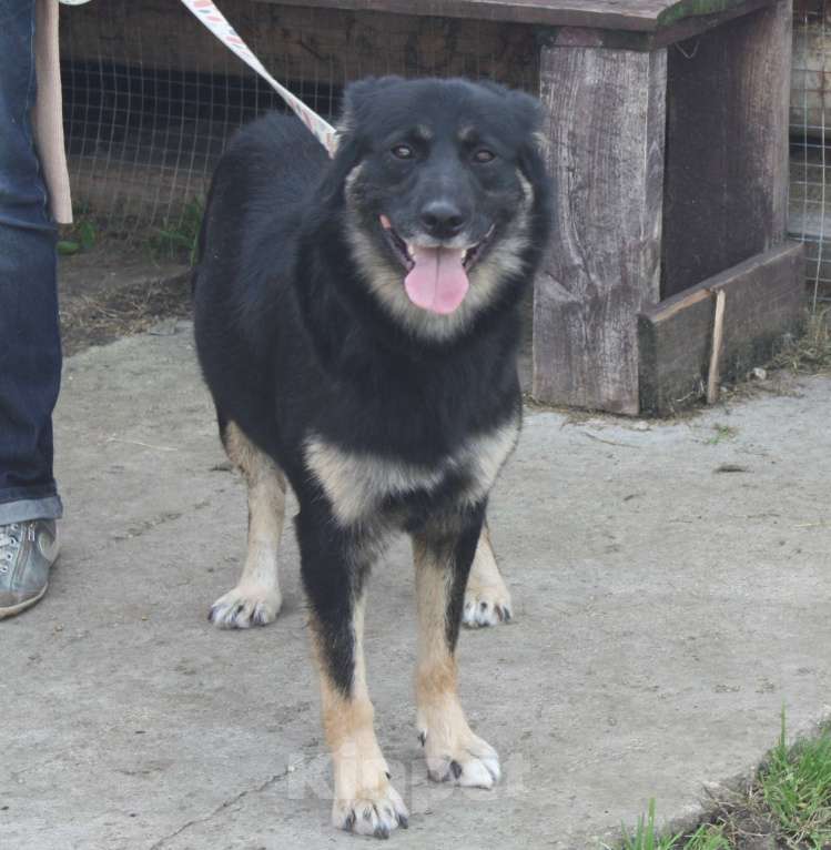 Собаки в Москве: Ласкуша Алиса живет и надеется найти свою родную семью Девочка, Бесплатно - фото 10