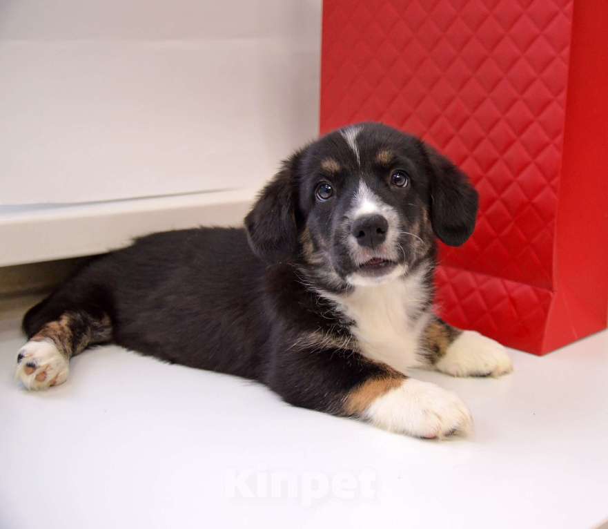 Собаки в Москве: Мэрлин Вельш-корги-кардиган  Девочка, 40 000 руб. - фото 3