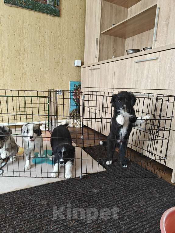 Собаки в Новосибирске: щенки Бордер Колли Мальчик, Бесплатно - фото 7