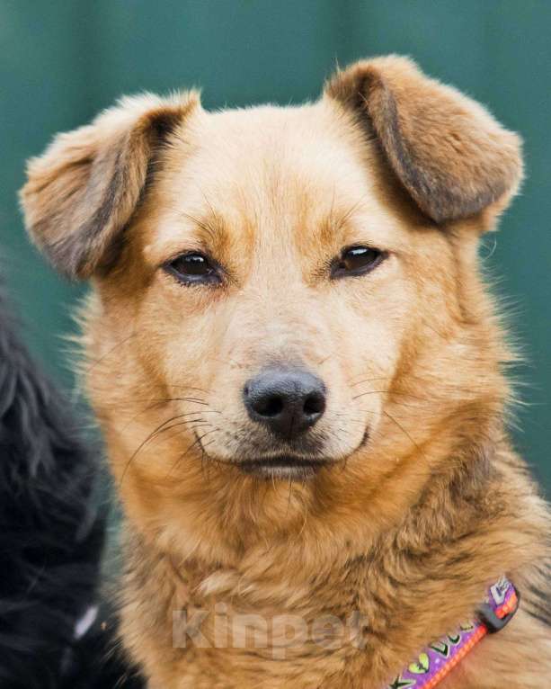 Собаки в других городах Московской области: Нила ищет семью Девочка, Бесплатно - фото 10