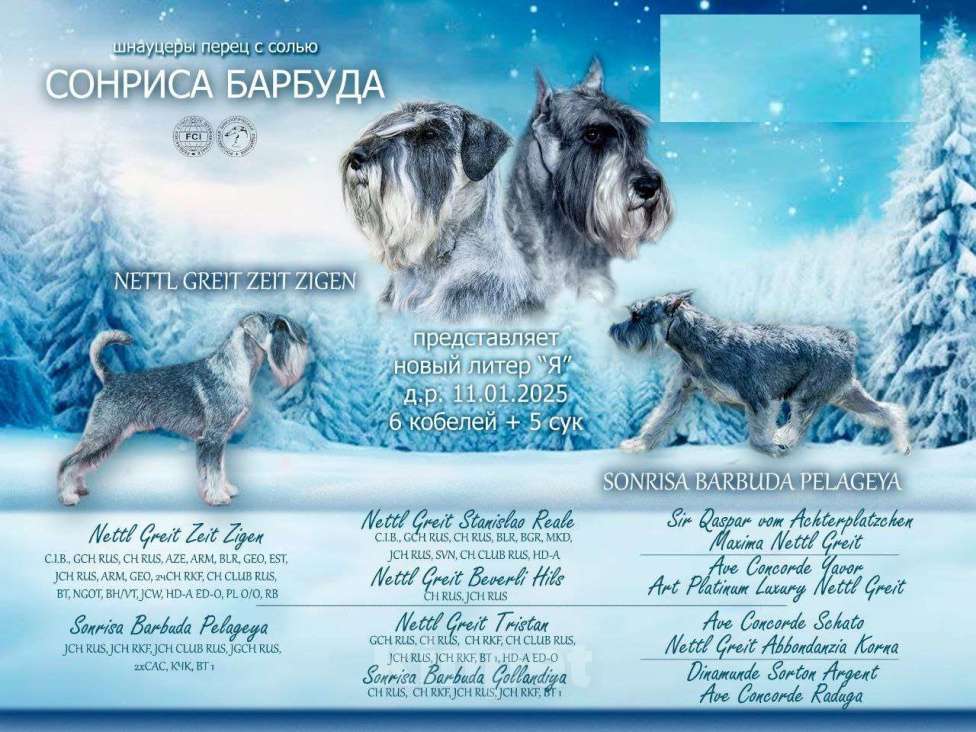 Собаки в Владимире: Девочки  Девочка, 50 000 руб. - фото 1