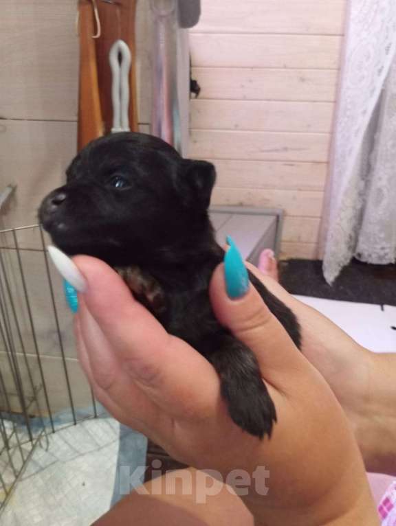 Собаки в Серпухове: Щенки ищут своих хозяев  Мальчик, 15 000 руб. - фото 4